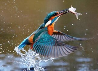 पर्यटकों को लुभाते हैं 165 प्रकार के विभिन्न दुर्लभ पक्षियों का नौरादेही अभ्यारण पर्यटकों को लुभाते हैं 165 प्रकार के विभिन्न दुर्लभ पक्षियों का नौरादेही अभ्यारण