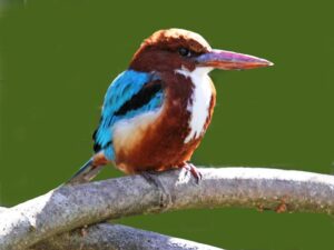 पर्यटकों को लुभाते हैं 165 प्रकार के विभिन्न दुर्लभ पक्षियों का नौरादेही अभ्यारण