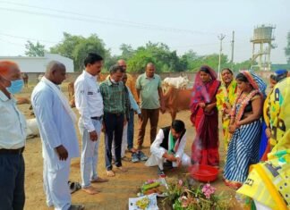 गौठानों में गोवर्धन पूजा एवं श्रमदान कर मनाया गया गौठान दिवस उत्सव गौठानों में गोवर्धन पूजा एवं श्रमदान कर मनाया गया गौठान दिवस उत्सव