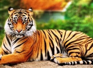 बाघ को मारने के आरोप में वन विभाग ने तीन आरोपियों को किया गिरफ्तार बाघ को मारने के आरोप में वन विभाग ने तीन आरोपियों को किया गिरफ्तार