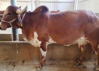 मदर बुल फार्म की गाय रोजना दे रही है 15 से 20 लीटर दूध ! मदर बुल फार्म की गाय रोजना दे रही है 15 से 20 लीटर दूध