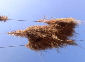 विद्युत तार के नीचे धान मिंजाई होने से लाइट हो रहीं बार-बार बंद विद्युत तार के नीचे धान मिंजाई होने से लाईनें हो रहीं बार-बार बंद