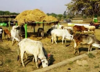 पशुधन,फसल व् कृषि को शीत-घात Cold Stroke से इस तरह बचाए पशुधन,फसल व् कृषि को शीत-घात Cold Stroke से इस तरह बचाए