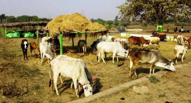 गौठानों