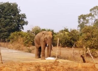 एक दंतैल दिनदहाड़े लहंगर धान खरीदी केंद्र में घुसकर धान को पहुचाया नुकसान दंतैल दिनदहाड़े लहंगर धान खरीदी केंद्र में घुसकर धान को पहुचाया नुकसान