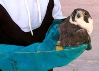 सांभर झील में प्रवासी पक्षी पैरेग्रीन फाल्कन का शिकार करने का आरोप, रिपोर्ट दर्ज सांभर झील में प्रवासी पक्षी पैरेग्रीन फाल्कन का शिकार करने का आरोप, रिपोर्ट दर्ज