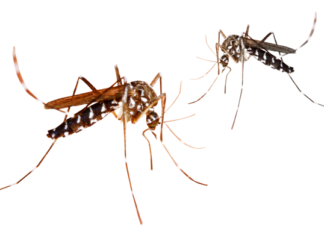 मच्छरों के आतंक से बचने के लिए करे ये उपाय नहीं फटकेंगे आसपास मच्छर मच्छरों के आतंक से बचने के लिए करे ये उपाय नहीं फटकेंगे आसपास मच्छर