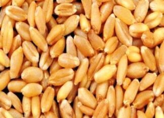 अवमानक गेहूं का विक्रय करने मामले में फर्म को 2 लाख ₹ का जुर्माना अवमानक गेहूं का विक्रय करने मामले में फर्म को 2 लाख ₹ का जुर्माना