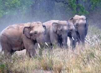 रवान वन परिक्षेत्र में दतैल ने एक व्यक्ति को मौत के घाट उतारा रवान वन परिक्षेत्र में दतैल ने एक व्यकित को मौत के घाट उतारा