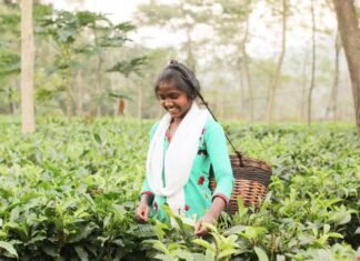 जशपुर जिले की देशव्यापी पहचान बन रही है चाय की खेती जशपुर जिले की देशव्यापी पहचान बन रही है चाय की खेती