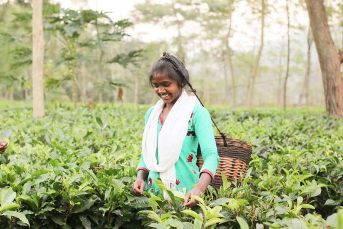 जशपुर जिले की देशव्यापी पहचान बन रही है चाय की खेती