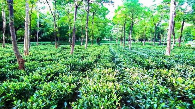 जशपुर जिले की देशव्यापी पहचान बन रही है चाय की खेती