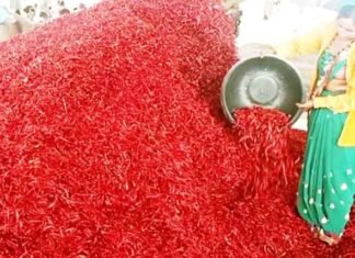 एशिया की सुर्ख लाल व तीखे मिर्च MP के इस ग्राम में मिलती है जानिए एशिया की सुर्ख लाल व तीखे मिर्च MP के इस ग्राम में मिलती है जानिए