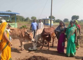 गौ माता को खिचड़ी खिलाकर मनाया गौठान दिवस गौ माता को खिचड़ी खिलाकर मनाया गौठान दिवस
