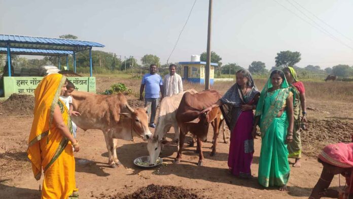 गौ माता को खिचड़ी खिलाकर मनाया गौठान दिवस