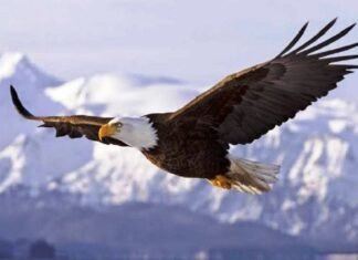 पुलिस महानिरीक्षक रायपुर रेंज के चारो जिले में चलाया गया “ऑपरेशन गरुण” अभियान IG रायपुर रेंज के चारो जिले में चलाया गया "ऑपरेशन गरुण" अभियान