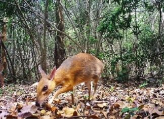 दुर्लभ प्रजाती माउस डियर की तस्वीर हुई कैद कांगेर घाटी राष्ट्रीय उद्यान में दुर्लभ प्रजाती माउस डियर की तस्वीर हुई कैद कांगेर घाटी राष्ट्रीय उद्यान में