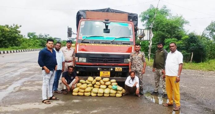 धान बोरियो के अंदर से मिला 50 किलो गांजा,दो अंतर्राज्यीय तस्कर गिरफ्तार