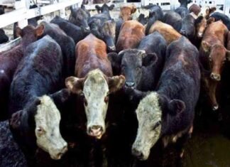 14 पशु की मौत पर लापरवाही 4 व्यक्ति के खिलाफ FIRदर्ज 14 पशु की मौत पर लापरवाही 4 व्यक्ति के खिलाफ FIRदर्ज