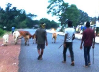 आवारा पशुओं को मुख्य मार्ग से हटाने की जा रही है कार्रवाई आवारा पशुओं को मुख्य मार्ग से हटाने की जा रही है कार्रवाई