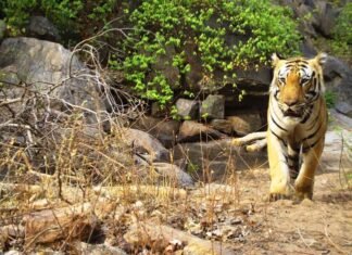 8 माह से विचरण कर रहे बाघ को किया ट्रैक्यूलाईज वन विभाग ने 8 माह से विचरण कर रहे बाघ को किया गया ट्रैक्यूलाईज