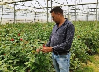 दुष्यंत गुलाब फूलों की खेती से आर्थिक उपार्जन के साथ कई परिवार को उपलब्ध करा रहे है रोजगार दुष्यंत फूलों की खेती से कर रहे है आर्थिक उपार्जन