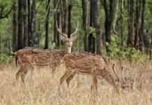 बारनवापारा वन्यजीव अभ्यारण्य 1 नवम्बर से पर्यटकों के लिए खुला बारनवापारा वन्यजीव अभ्यारण्य 1 नवम्बर से पर्यटकों के लिए खुला