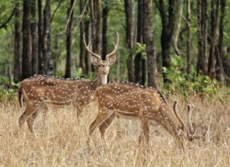 बारनवापारा वन्यजीव अभ्यारण्य 1 नवम्बर से पर्यटकों के लिए खुला बारनवापारा वन्यजीव अभ्यारण्य 1 नवम्बर से पर्यटकों के लिए खुला