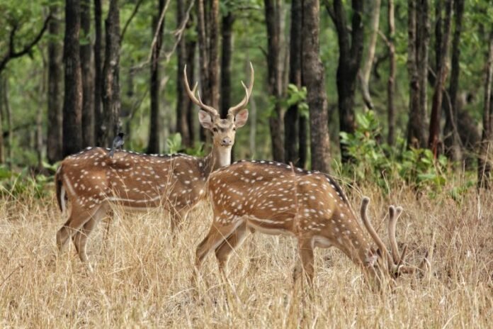  बारनवापारा वन्यजीव अभ्यारण्य 1 नवम्बर से पर्यटकों के लिए खुला