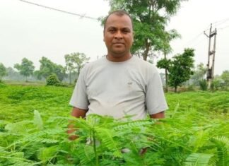 बसना के किसान ने 25 एकड़ में ढेंचा की खेती कर बढ़ाई मिट्टी की उर्वरता बसना के किसान ने 25 एकड़ में ढेंचा की खेती कर बढ़ाई मिट्टी की उर्वरता