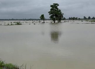कोडार जलाशय लबालब, सिंघी गांव के 40 एकड़ तक धान की फसल डूबी कोडार जलाशय लबालब, सिंघी गांव के 40 एकड़ तक धान की फसल डूबी