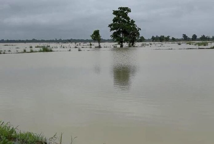 कोडार जलाशय लबालब, सिंघी गांव के 40 एकड़ तक धान की फसल डूबी